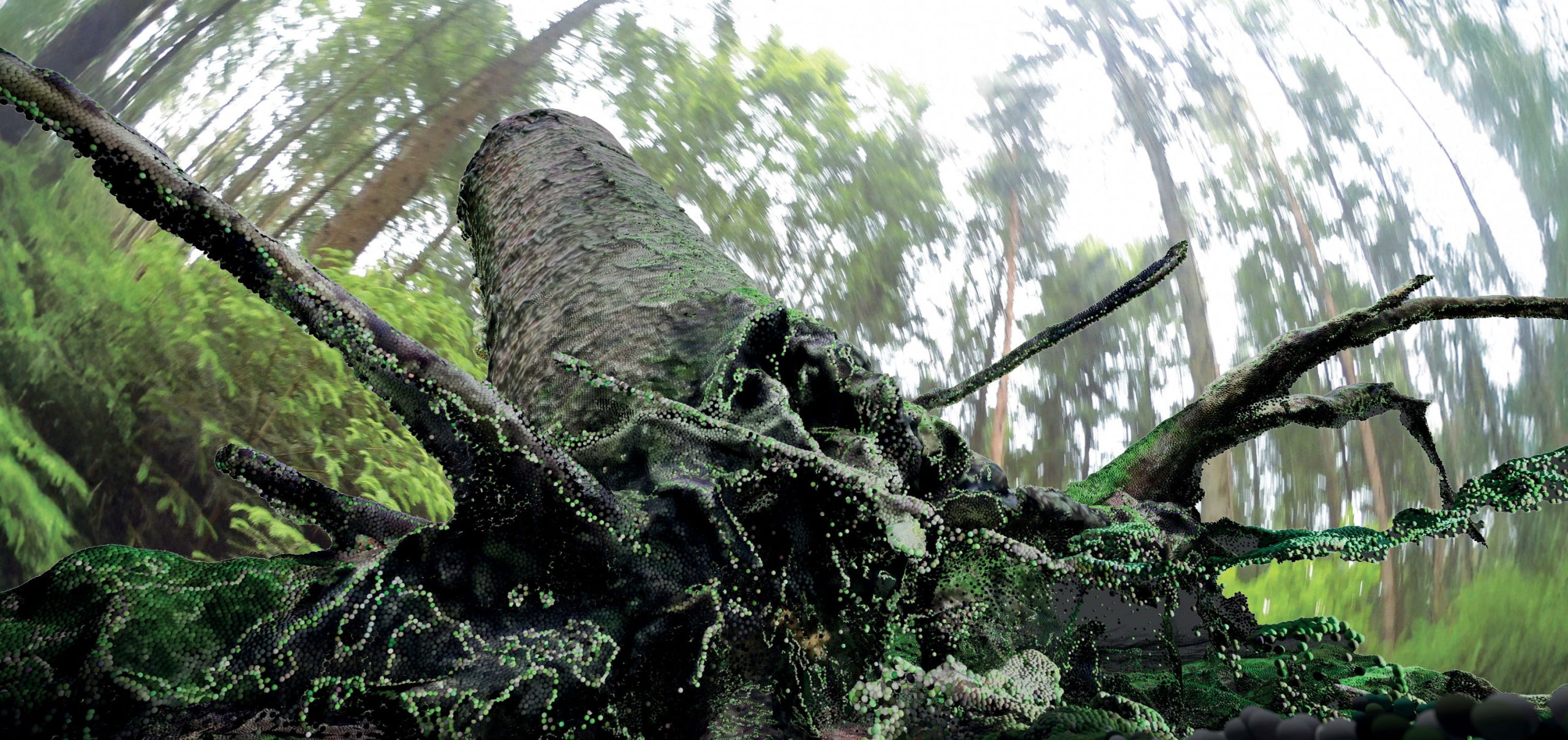 PostCompost – Forest Reset. Image: Ayca Tugran and Johann-Joesten