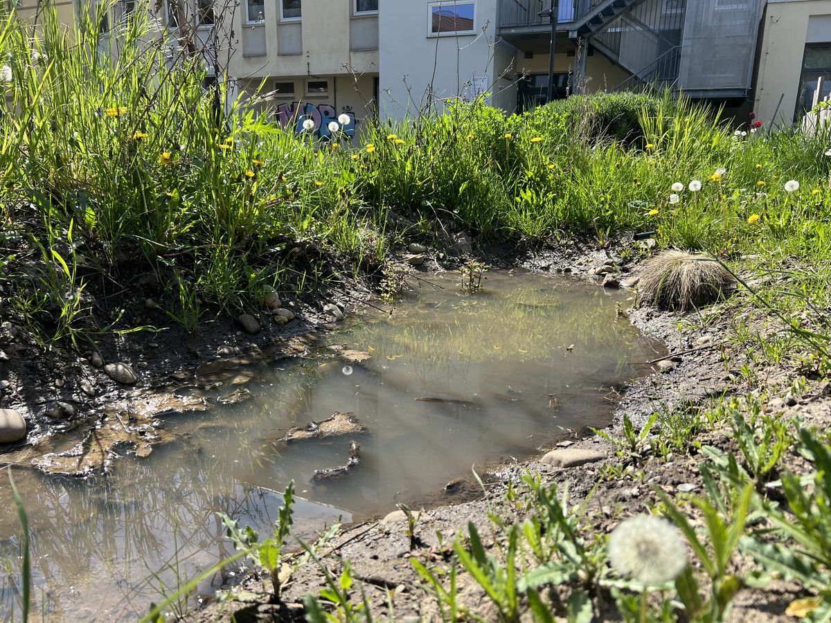 Rainwater Garden