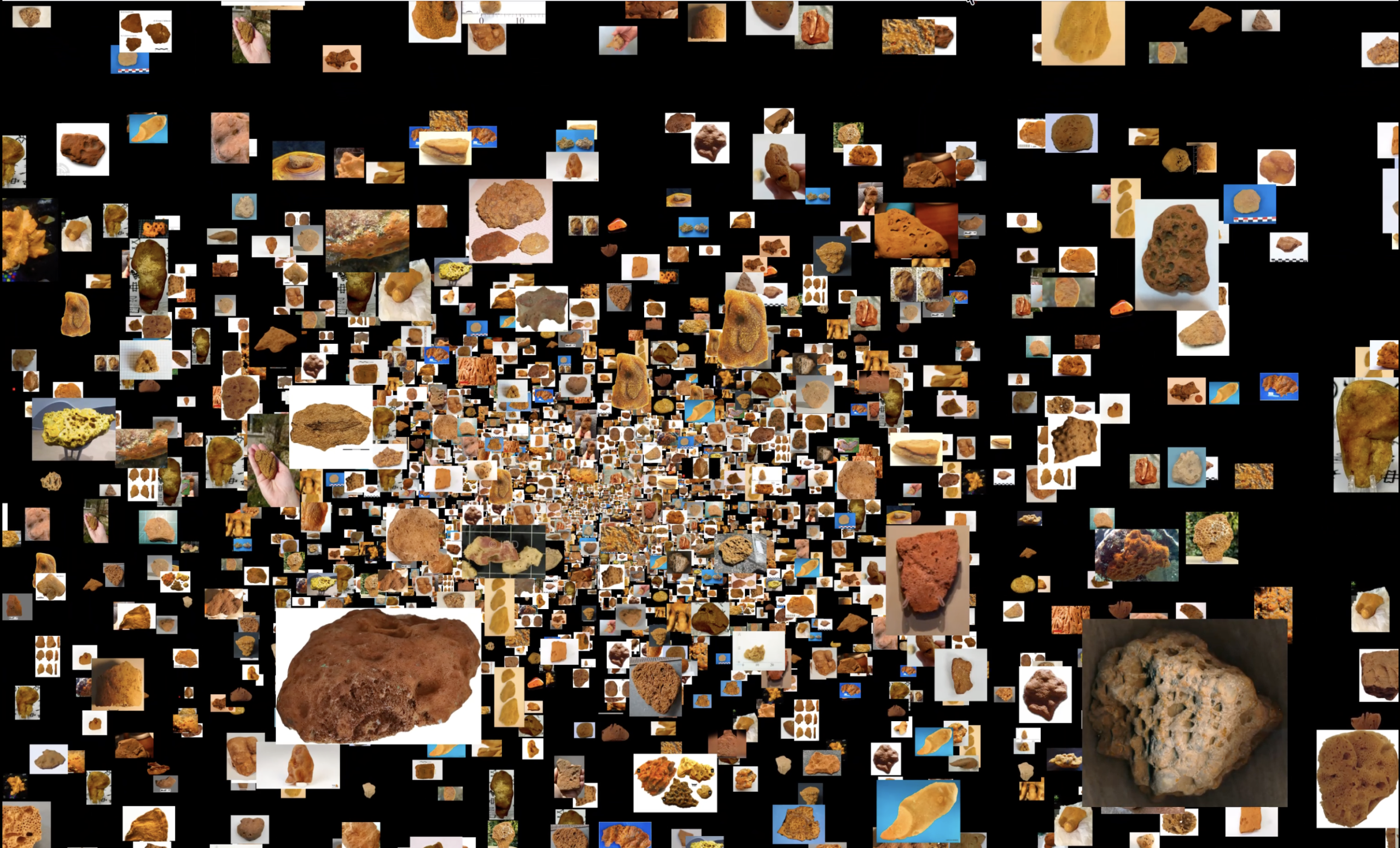 Fried or Fossil? by Anna-Maria Galani, Sabah Abouelhadid (Elhadid)